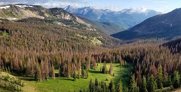 Monarch Crest Trail  Mountain Bike Trail Guide