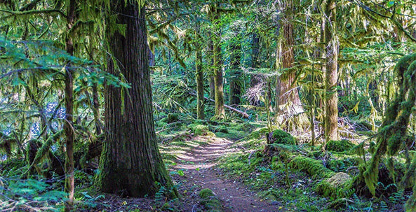 McKenzie River Mountain Bike Trail