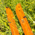 Arbor Veda Camber Splitboard 2024