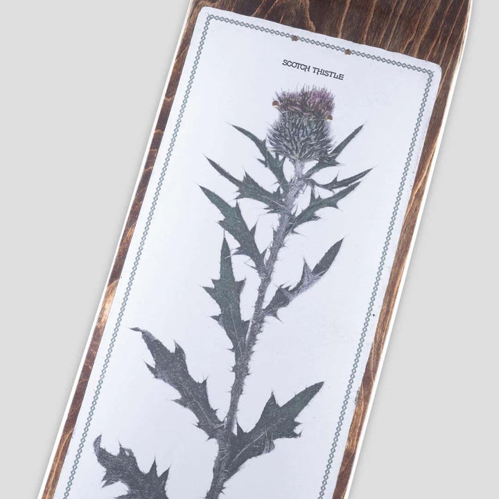 Pass~Port Invasive Species Scotch Thistle 8.25 Skateboard Deck