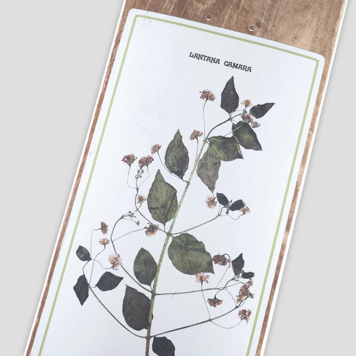 Pass~Port Invasive Species Lantana 8.5 Skateboard Deck
