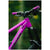 Transition Ripcord Complete Mountain Bike - Kids' 2025 Boysenberry