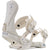 Arbor Sequoia Snowboard Bindings - Women's MFR/Marshmallow
