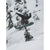 Armada Whitewalker 121 Skis 2026