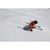 Stöckli Montero AR PRO Skis 2027