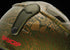 Red Skycap II Helmet